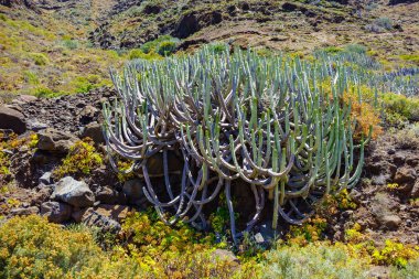 Kanarya peyzaj tenerife ada