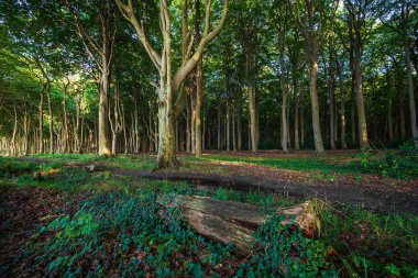 Nienhagen, Almanya'da Baltık Denizi kıyısında kıyı orman
