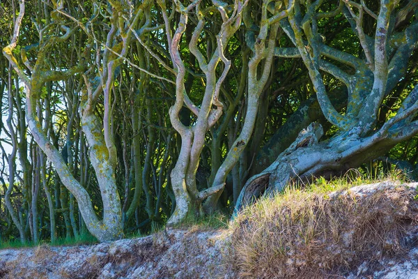 Arbres au bord de la mer Baltique — Photo