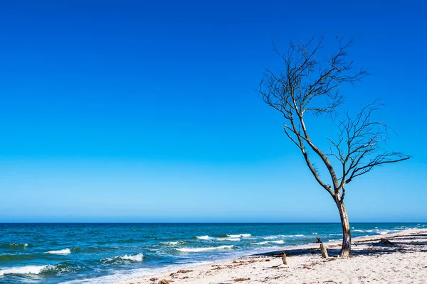 Tree on shore of the Baltic Sea — Stock Photo, Image