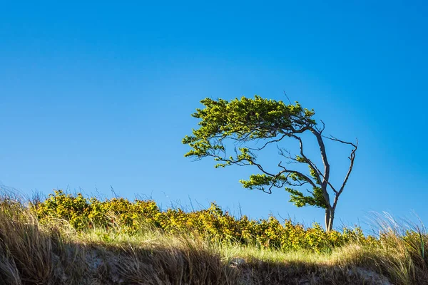 Árbol a orillas del Mar Báltico —  Fotos de Stock