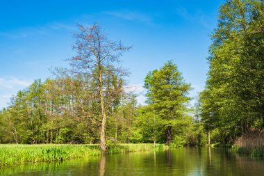 Spreewald bölgesinde Almanya ağaçlarla peyzaj