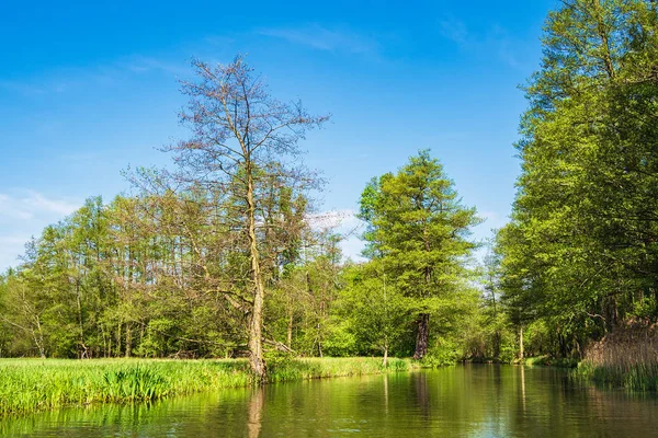Landscape with trees in the Spreewald area, Germany — Stock Photo, Image