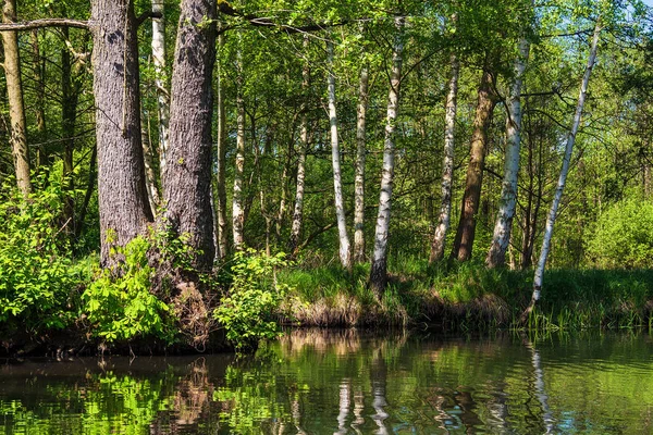 Пейзаж с деревьями в районе Шпревальд, Германия — стоковое фото