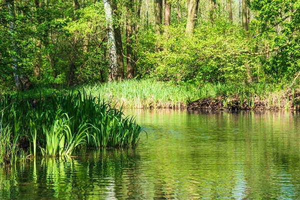 Paisaje con árboles en el área de Spreewald, Alemania — Foto de Stock