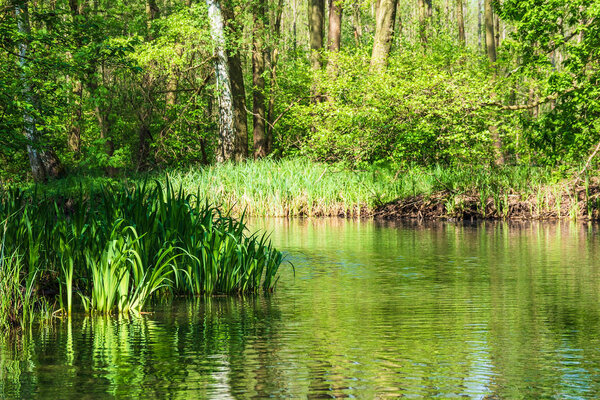 Landscape with trees in the Spreewald area, Germany