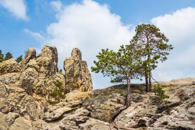 Almanya 'nın Harz bölgesindeki ağaçların manzarası.