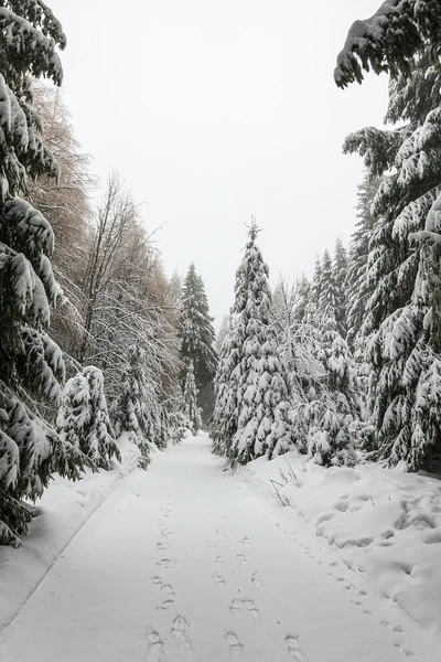 Hiver avec neige dans la forêt de Thuringe près d'Oberhof, Allemagne — Photo