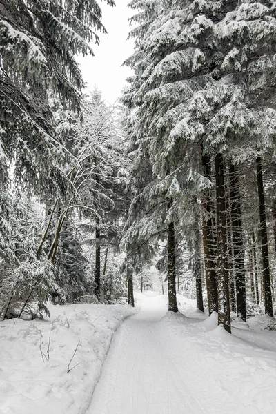 Hiver avec neige dans la forêt de Thuringe près d'Oberhof, Allemagne — Photo