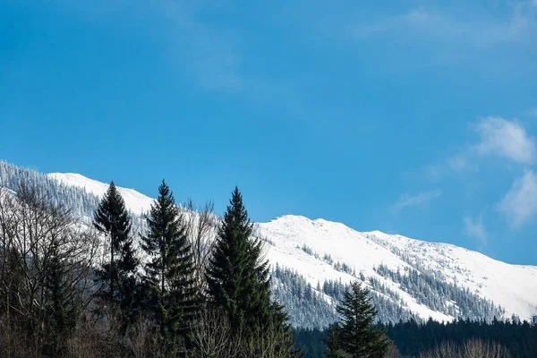 Winter met sneeuw in het Reuzengebergte, Tsjechië — Stockfoto