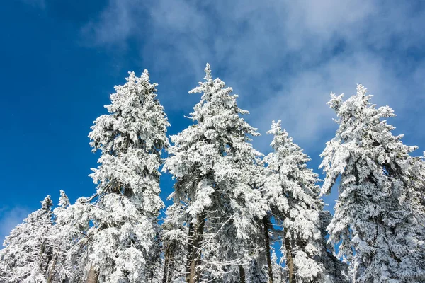 Hiver avec neige dans les Monts Géants, République Tchèque — Photo