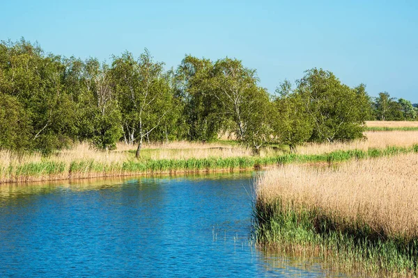 Landscape River Trees Prerow Germany — Stock Photo, Image