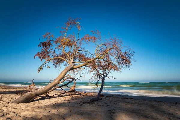 Tronco Albero Sulla Riva Del Mar Baltico — Foto Stock