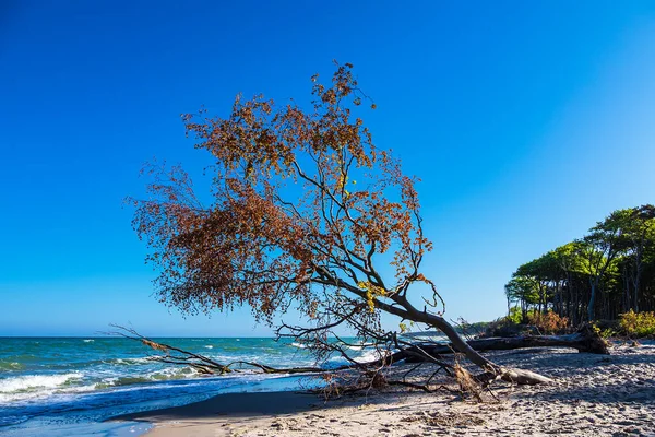 バルト海沿岸の木の幹 — ストック写真
