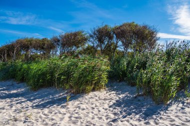 Baltık Denizi kıyısında ağaçlar ve sazlıklar.