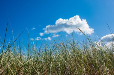 Almanya, Graal Mueritz 'de Baltık Denizi kıyısındaki kum çimleri.