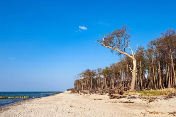 Landscape Shore Baltic Sea Graal Mueritz Germany — Stock Photo, Image