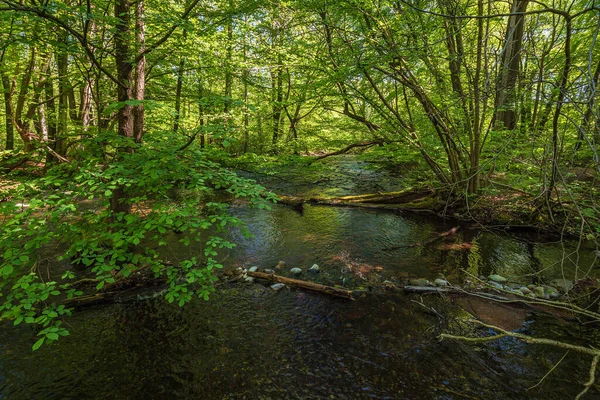 Krajina Ulicemi Stromy Blízkosti Kuchelmiss Německo — Stock fotografie