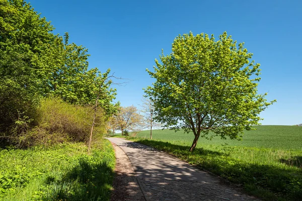 Krajina Ulicemi Stromy Blízkosti Kuchelmiss Německo — Stock fotografie