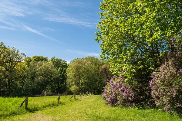 Paesaggio Con Strada Alberi Vicino Kuchelmiss Germania Foto Stock