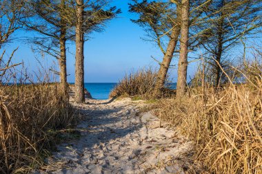 Almanya 'nın Mueritz kasabasında Baltık Denizi kıyısında ağaçlar.