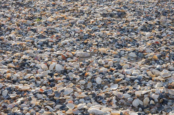 Latar belakang tema laut dengan kerang laut yang tersebar — Stok Foto