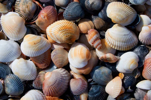 Mořské téma pozadí s mušlí přes písek detail — Stock fotografie