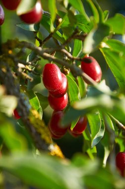  Olgun kırmızı akik kiraz dal üzerinde