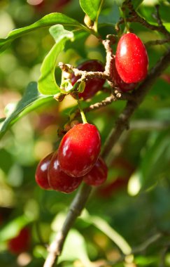 Olgun kırmızı akik kiraz dal üzerinde