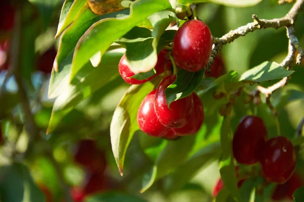 Cerezas rojas maduras de cornalina en la rama — Foto de Stock