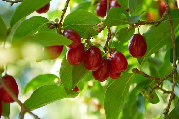 Cerezas rojas maduras de cornalina en la rama — Foto de Stock