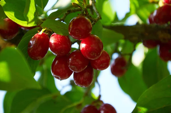 Cerejas córneas vermelhas maduras no ramo — Fotografia de Stock