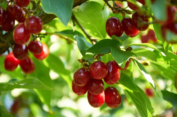 Cerezas rojas maduras de cornalina en la rama — Foto de Stock