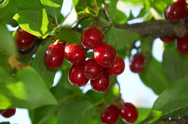 Cerezas rojas maduras de cornalina en la rama — Foto de Stock