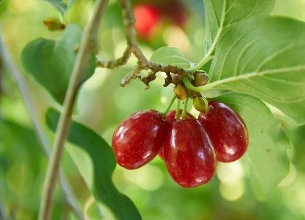  Olgun kırmızı akik kiraz dal üzerinde