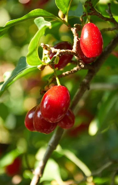  Olgun kırmızı akik kiraz dal üzerinde