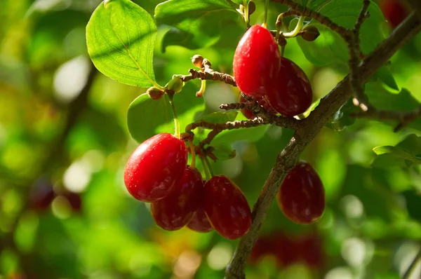 Ciliegie rosse mature della corniola sul ramo — Foto Stock