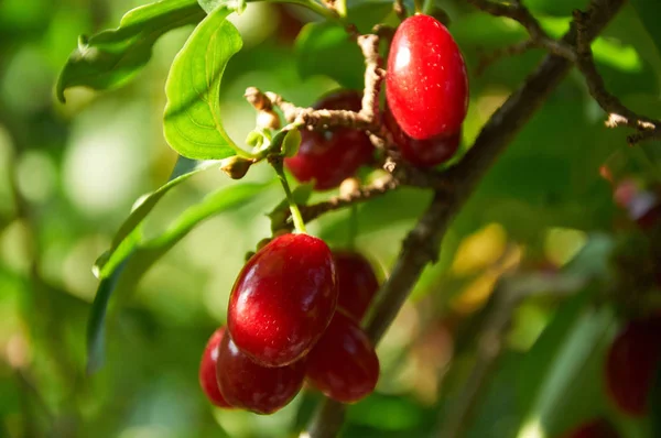 Ciliegie rosse mature della corniola sul ramo — Foto Stock