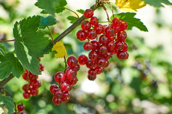 Red currant berries on bruch — Stock Photo, Image