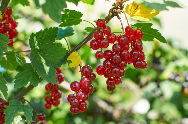 Red currant berries on bruch — Stock Photo, Image