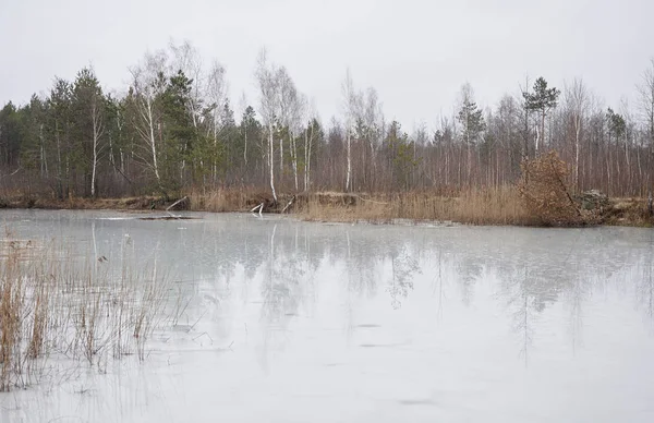 Erime göle yansıyan ağaçlar