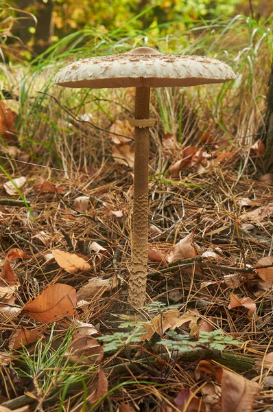 Mushroom on a tall stem on the dry grass