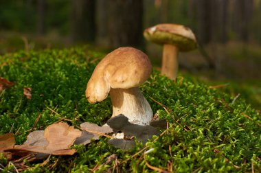 Yosun büyüyen iki çörek mantarı