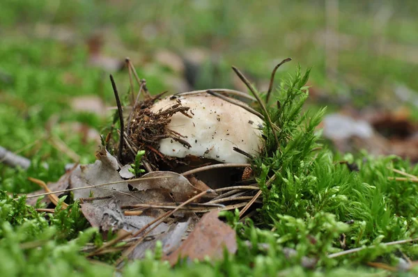 Boletus edulis mushroom are hiding under leaves — Stock Photo, Image