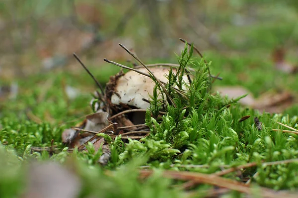 Boletus edulis mushroom are hiding under leaves — Stock Photo, Image