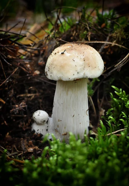 이끼에 성장 하는 젊은 boletus 새싹 — 스톡 사진