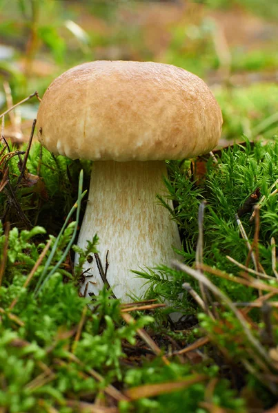 Yosun büyüyen genç boletus mantarı