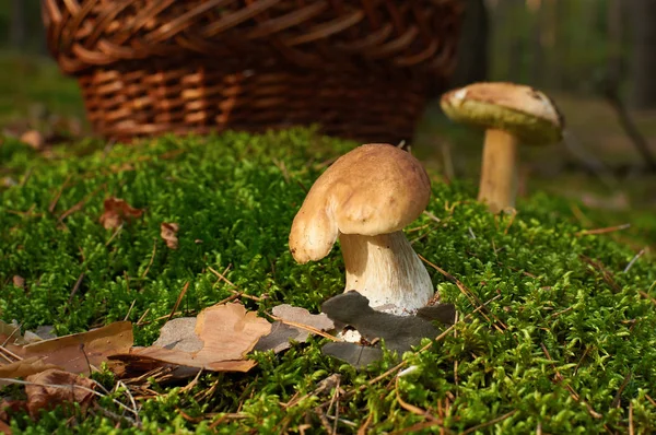 두 개의 boletus 새싹 버섯 바구니 근처 — 스톡 사진