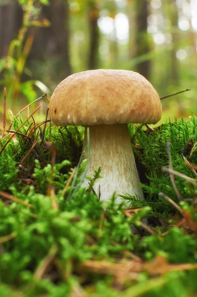 이끼에 성장 하는 젊은 boletus 새싹 — 스톡 사진