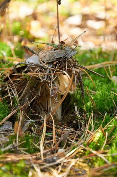 Boletus edulis mushroom are hiding under leaves — Stock Photo, Image